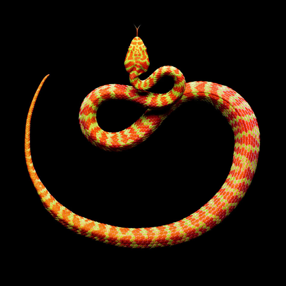 Фотографии змей от Mark Laita (4)
