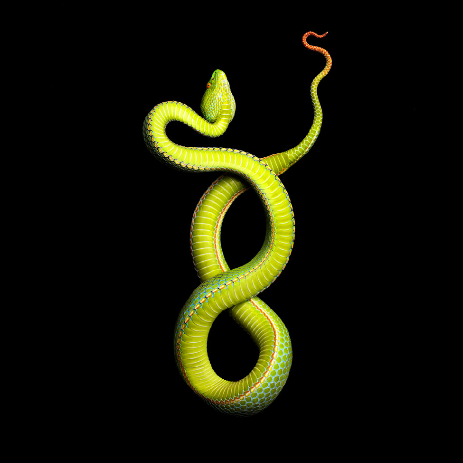 Фотографии змей от Mark Laita (3)