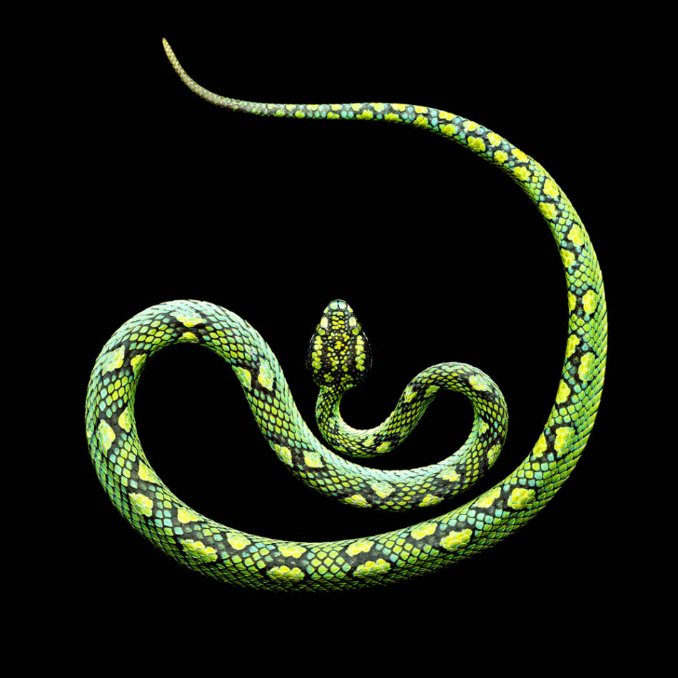 Фотографии змей от Mark Laita (8)