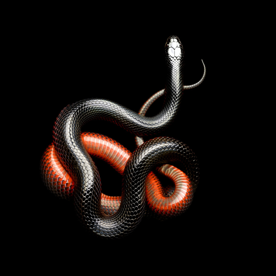 Фотографии змей от Mark Laita (14)