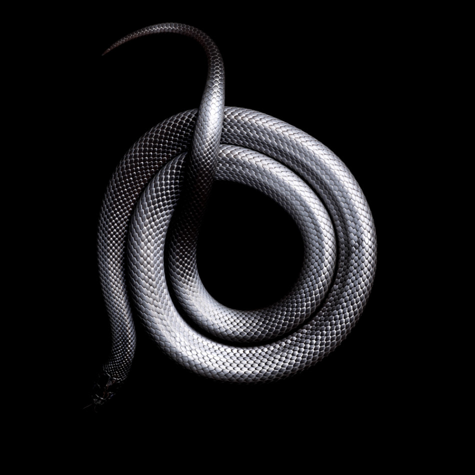 Фотографии змей от Mark Laita (6)