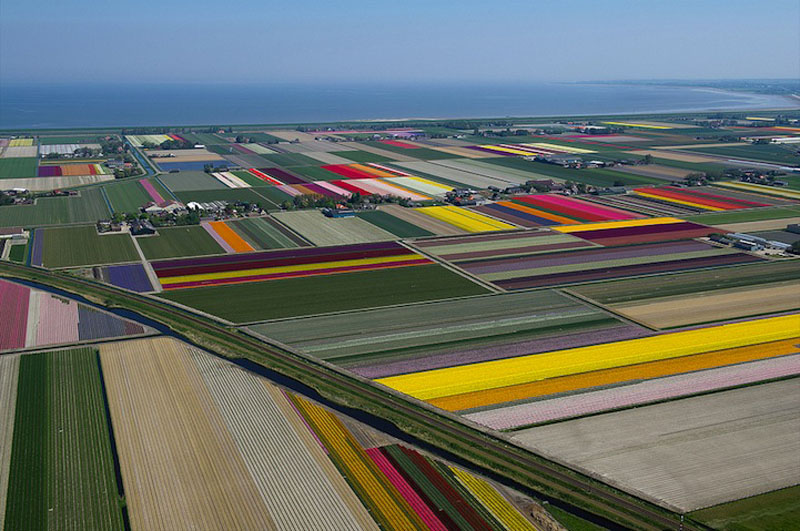 Прелестно! Разноцветное поле тюльпанов в Голландии! (8)