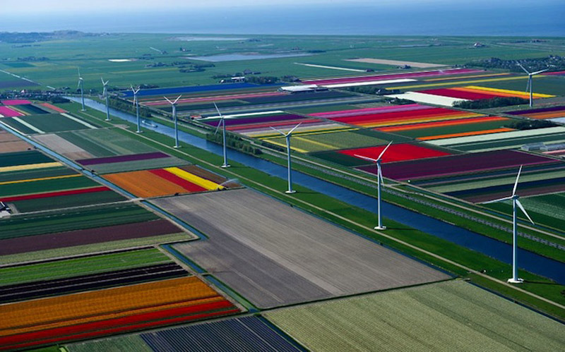 Прелестно! Разноцветное поле тюльпанов в Голландии! (6)