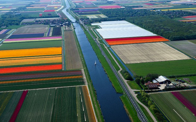 Прелестно! Разноцветное поле тюльпанов в Голландии! (4)