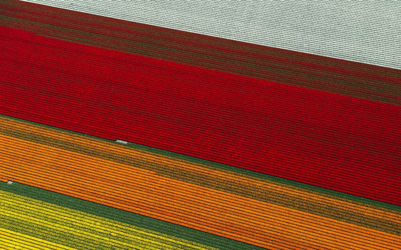 Прелестно! Разноцветное поле тюльпанов в Голландии! (12)
