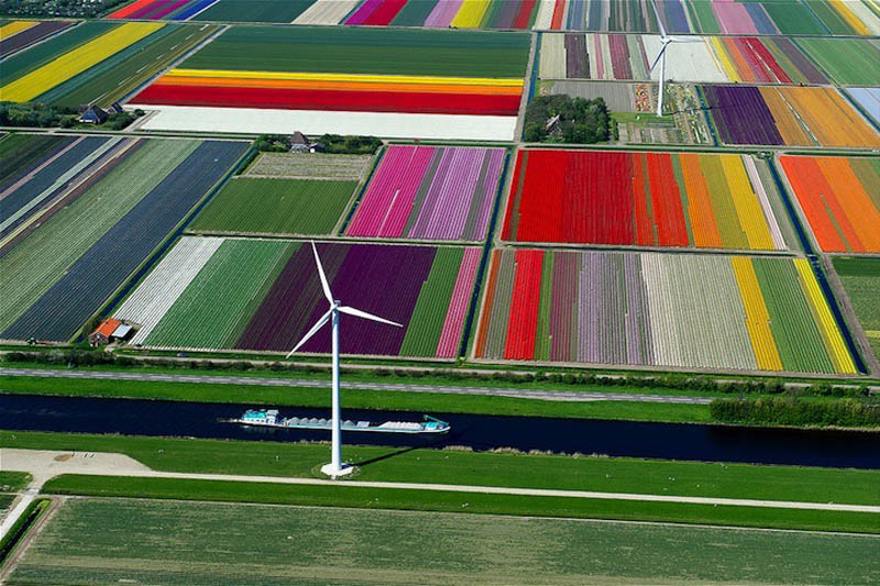 Прелестно! Разноцветное поле тюльпанов в Голландии!