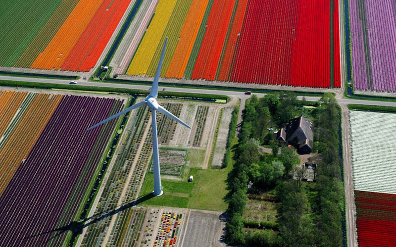Прелестно! Разноцветное поле тюльпанов в Голландии! (9)