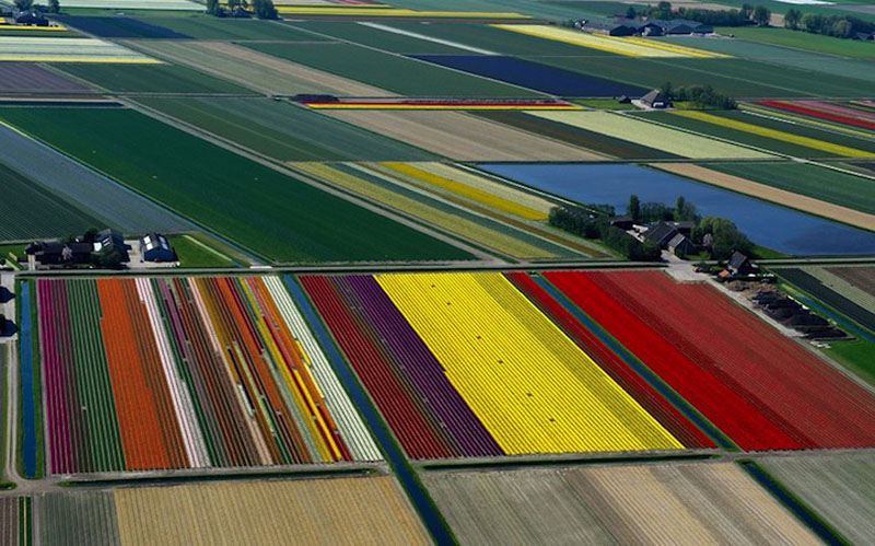Прелестно! Разноцветное поле тюльпанов в Голландии! (2)
