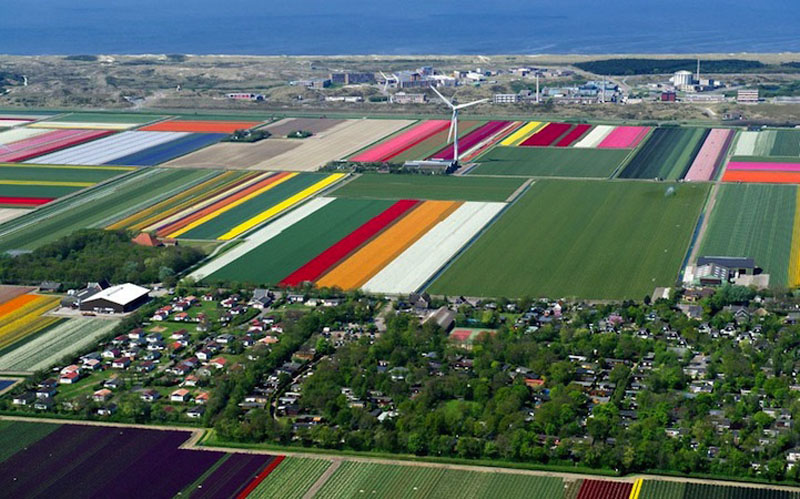 Прелестно! Разноцветное поле тюльпанов в Голландии! (3)
