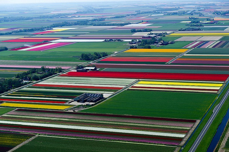 Прелестно! Разноцветное поле тюльпанов в Голландии! (5)