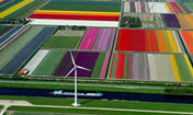 Разноцветное поле тюльпанов в Голландии!