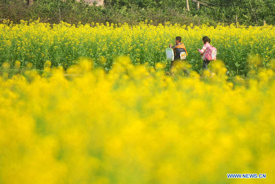 Цветущий рапс в уезде Жунъань (9)
