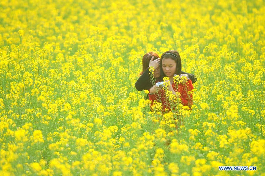 Цветущий рапс в уезде Жунъань (6)