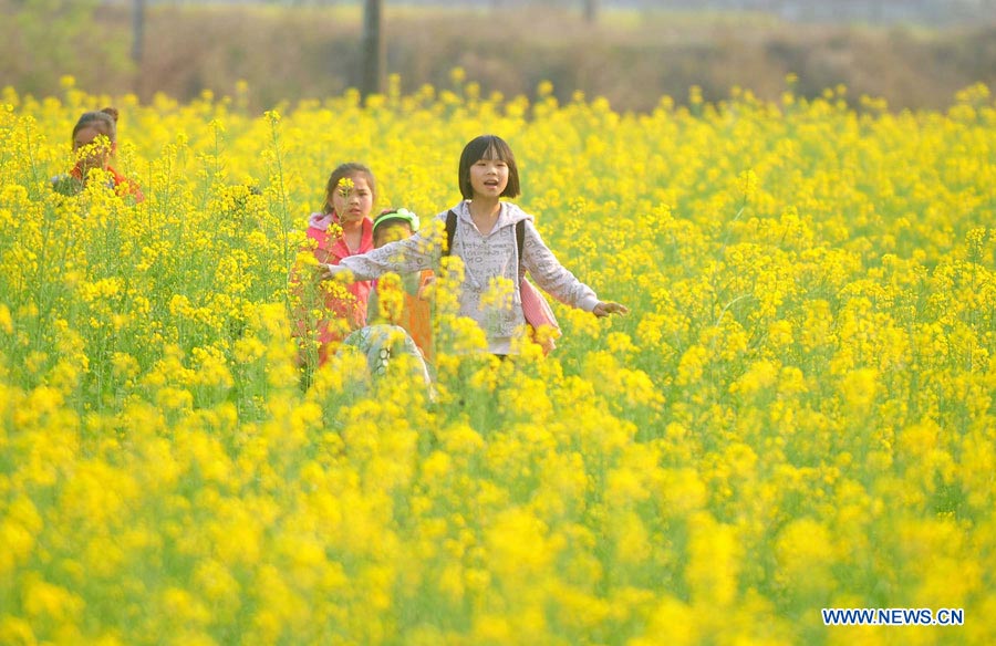 Цветущий рапс в уезде Жунъань