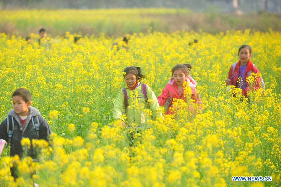 Цветущий рапс в уезде Жунъань (4)