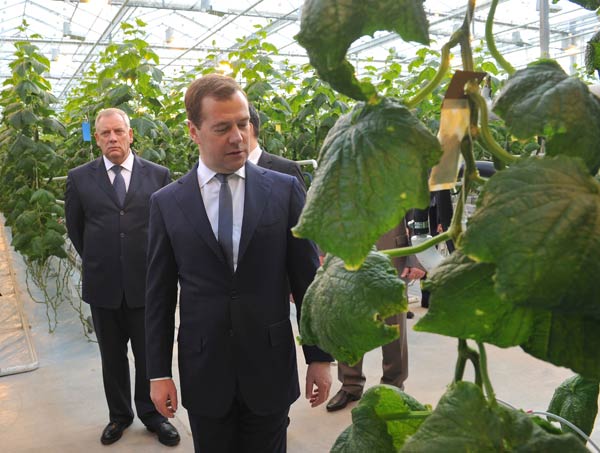 Медведев в "Новгородских теплицах" ознакомился с современными технологиями выращивания овощей и сделал несколько фотографий (2)
