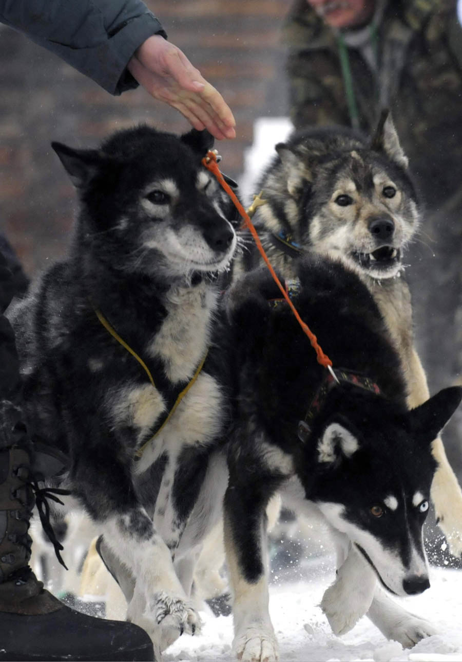 Гонки на собачьих упряжках "Берингия 2013" (9)