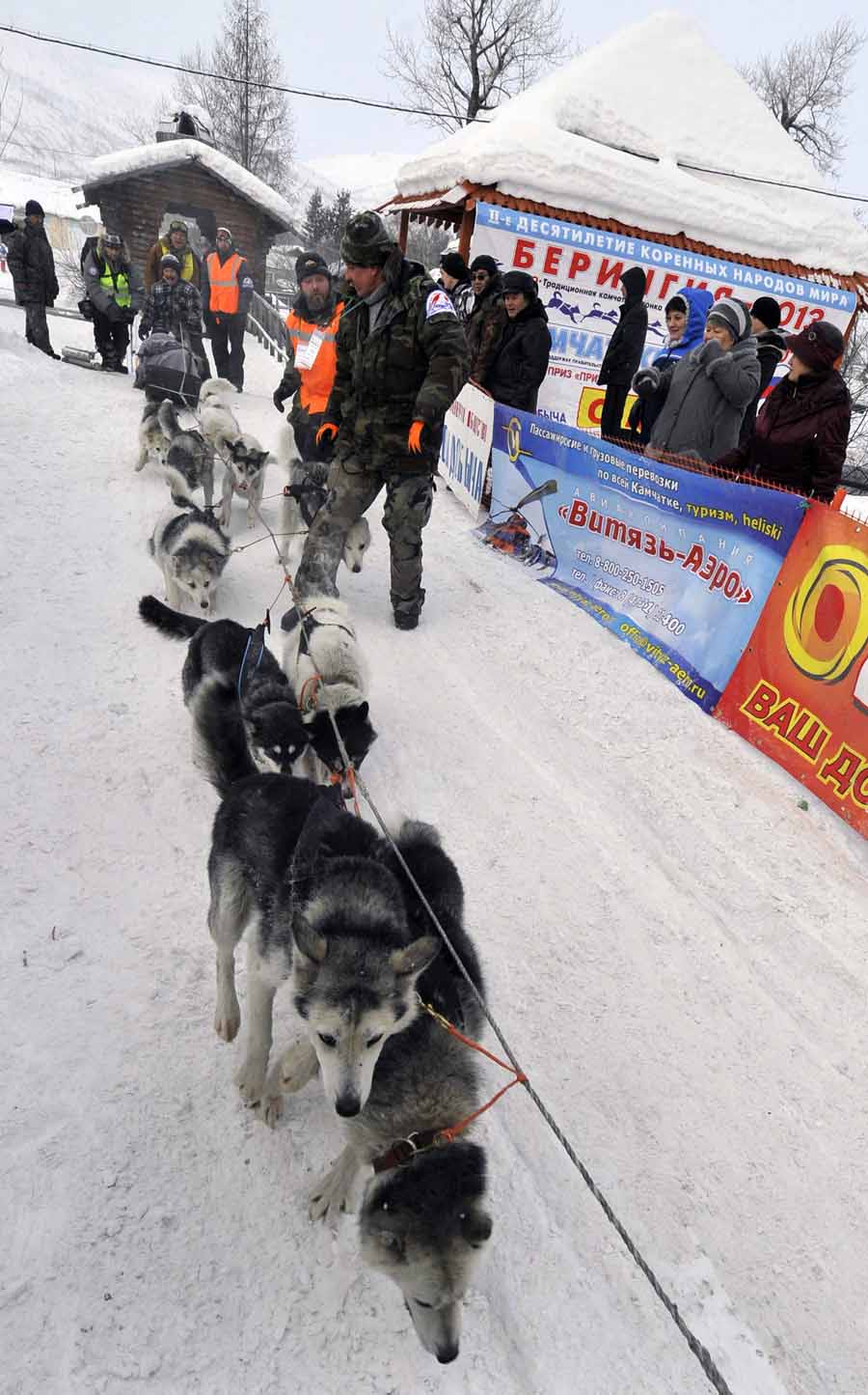 Гонки на собачьих упряжках "Берингия 2013" (4)