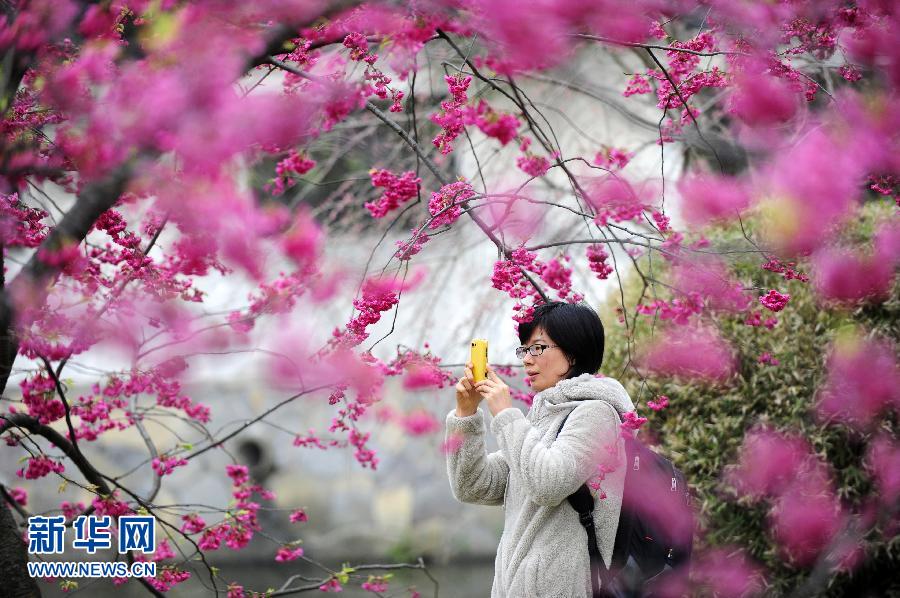 В городе Ухань начинается сезон цветения вишни