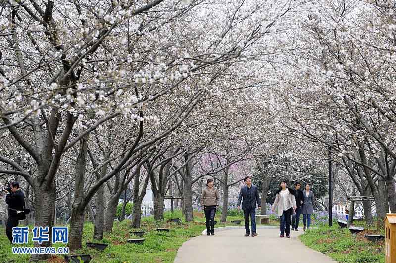 В городе Ухань начинается сезон цветения вишни (3)