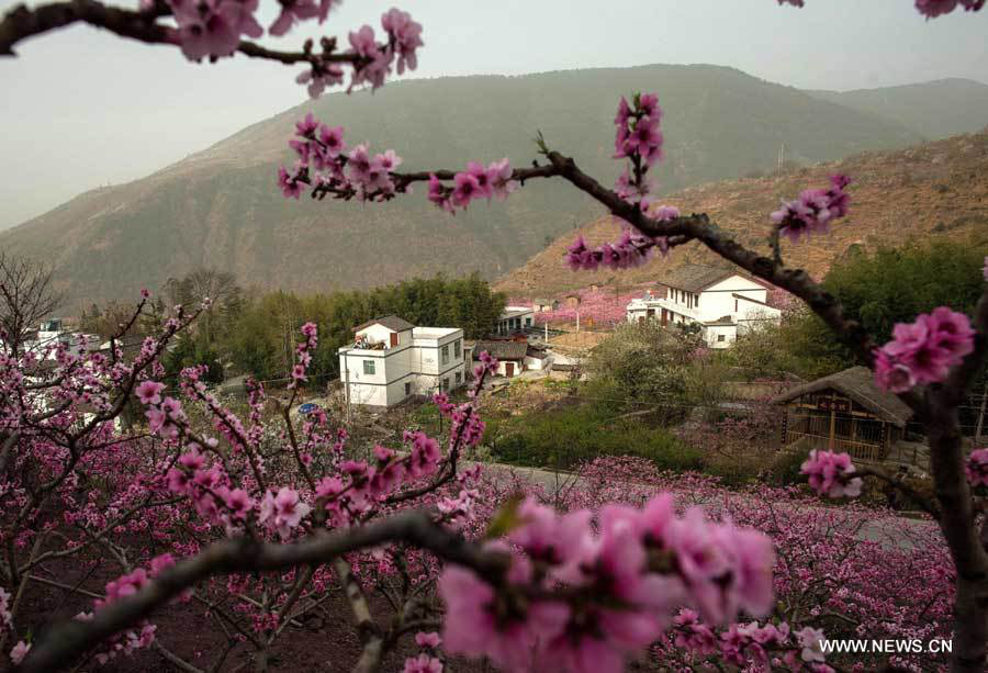 Цветут персиковые деревья в узде Ханьюань провинции Сычуань (4)