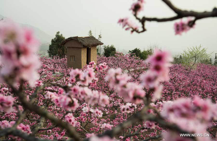 Цветут персиковые деревья в узде Ханьюань провинции Сычуань (2)