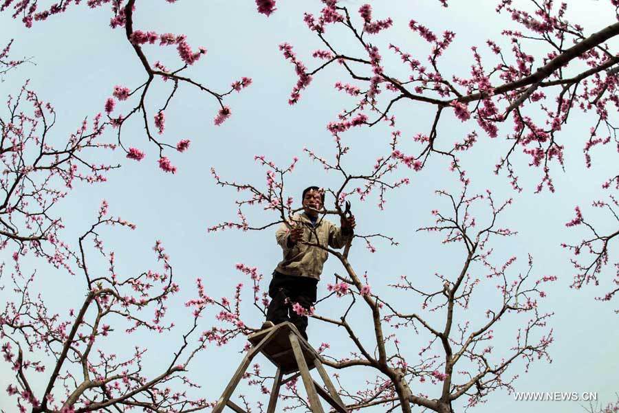 Цветут персиковые деревья в узде Ханьюань провинции Сычуань (7)