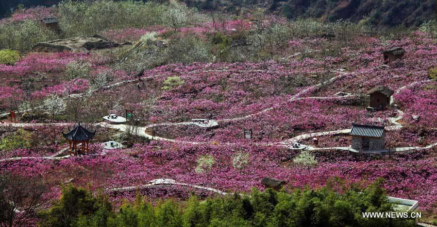 Цветут персиковые деревья в узде Ханьюань провинции Сычуань