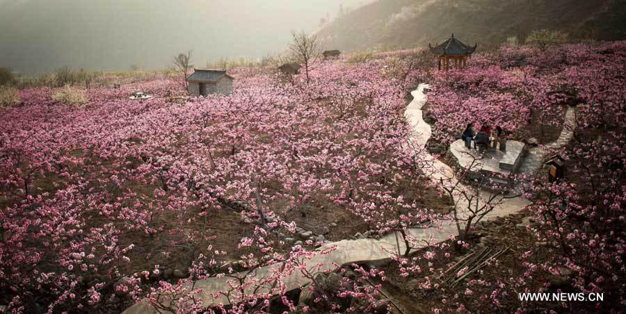 Цветут персиковые деревья в узде Ханьюань провинции Сычуань (3)