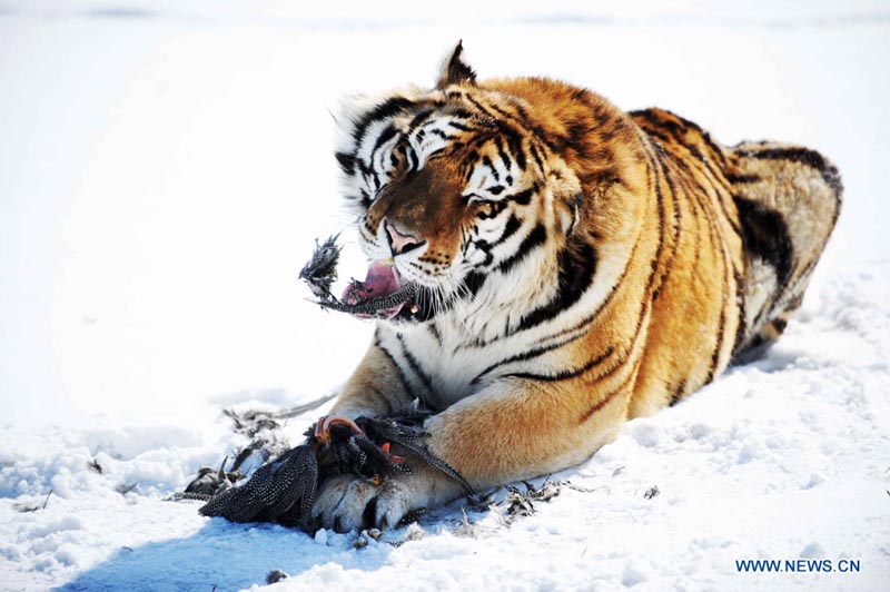Парк амурских тигров в городе Харбин