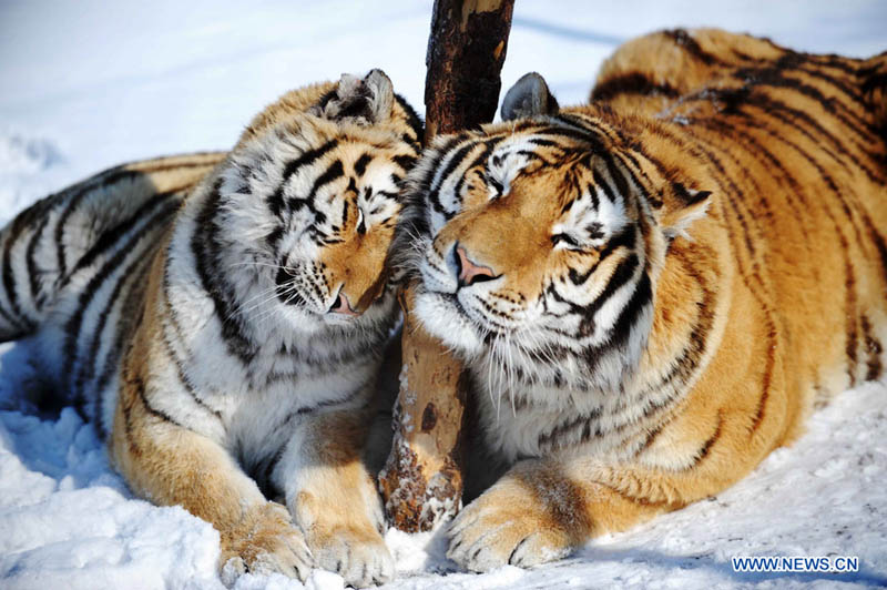 Парк амурских тигров в городе Харбин (6)