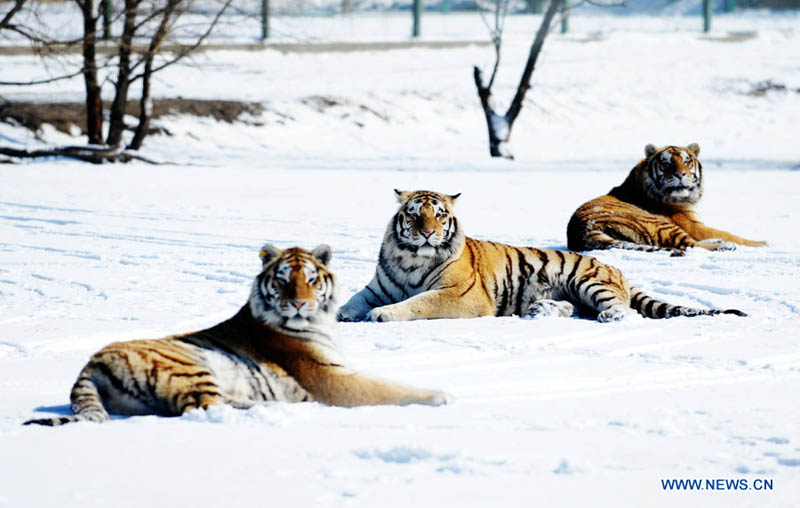 Парк амурских тигров в городе Харбин (15)