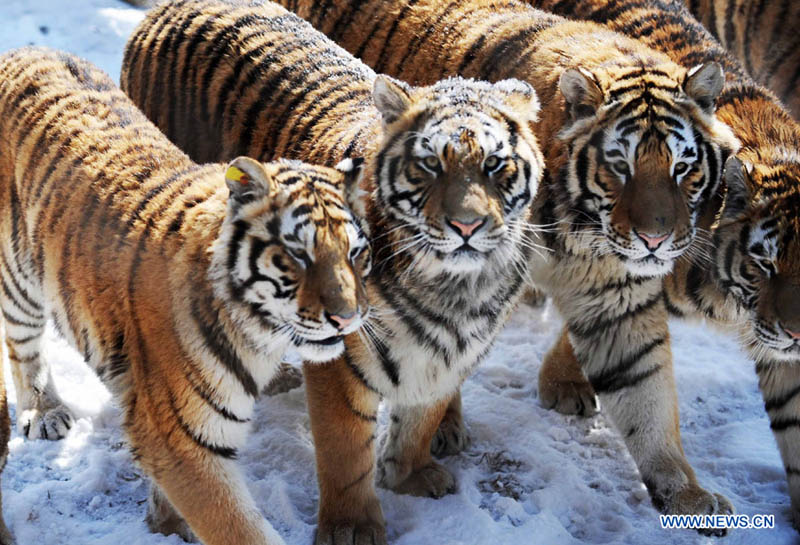 Парк амурских тигров в городе Харбин (14)
