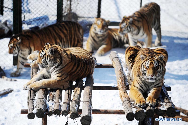 Парк амурских тигров в городе Харбин (12)