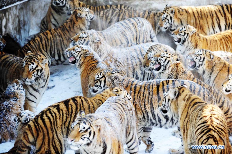Парк амурских тигров в городе Харбин (10)