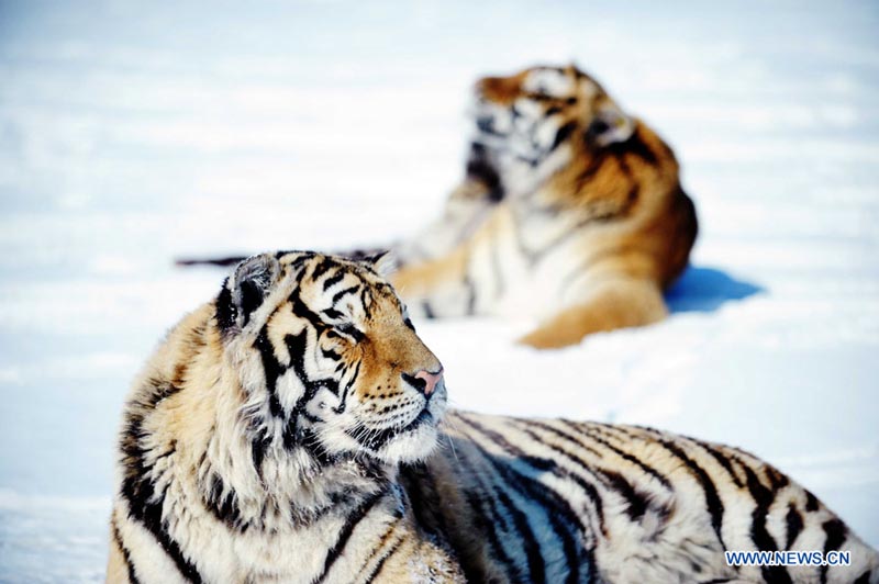 Парк амурских тигров в городе Харбин (3)