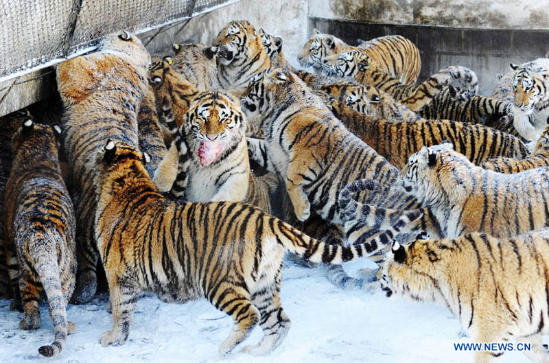 Парк амурских тигров в городе Харбин (8)