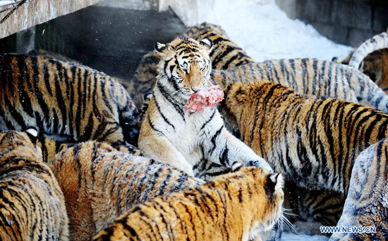 Парк амурских тигров в городе Харбин (4)