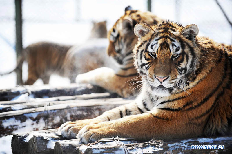 Парк амурских тигров в городе Харбин (7)