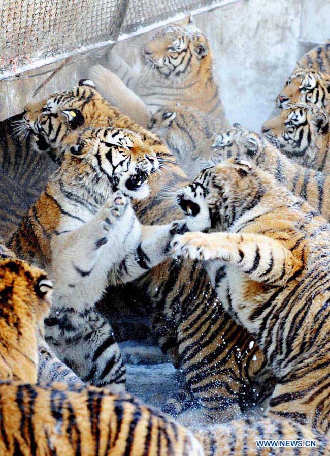 Парк амурских тигров в городе Харбин (2)