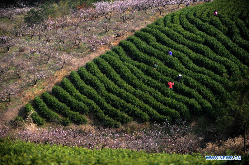 Сбор чая на плантациях в Хучжоу (2)
