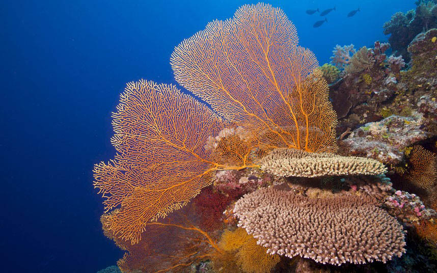 Таинственный подводный мир Большого Барьерного рифа (17)
