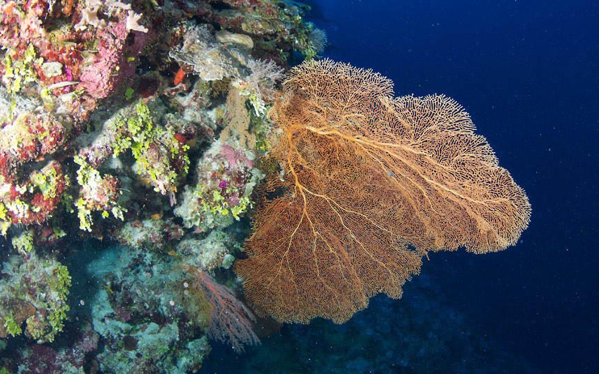 Таинственный подводный мир Большого Барьерного рифа (11)