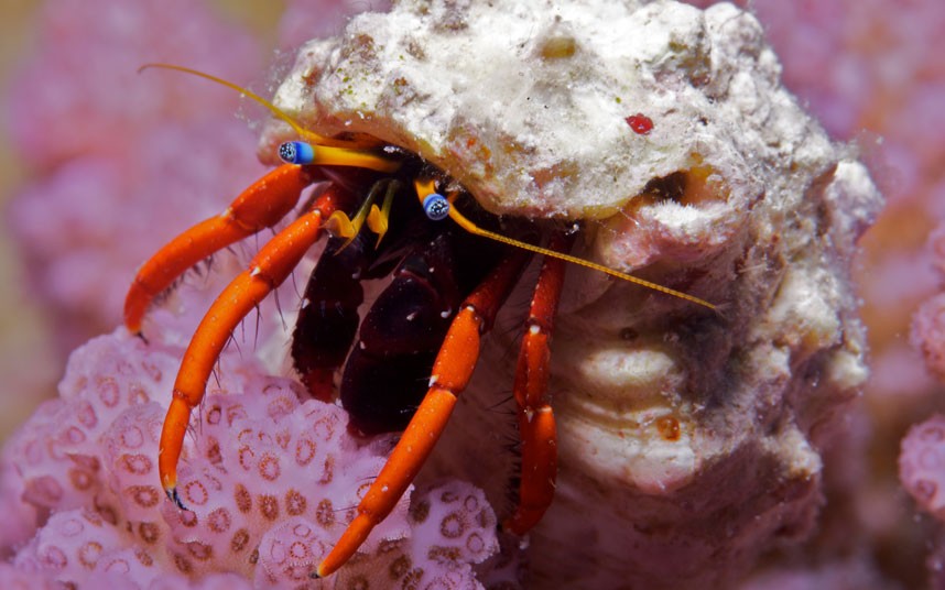 Таинственный подводный мир Большого Барьерного рифа (13)