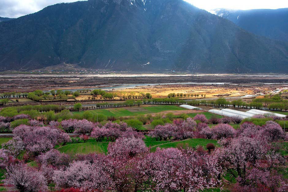 Ньингчи - самый красивый «Персиковый источник» в Тибете (17)