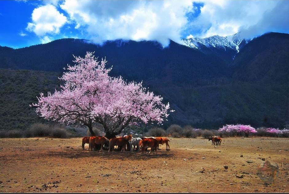 Ньингчи - самый красивый «Персиковый источник» в Тибете (4)