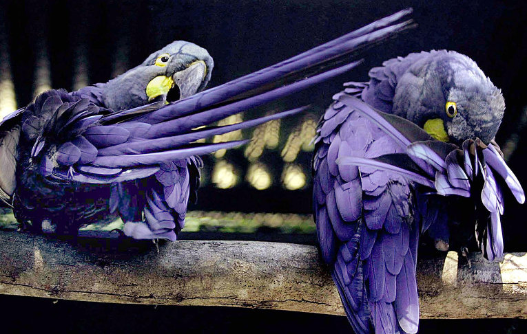 Самые необычные птицы в мире