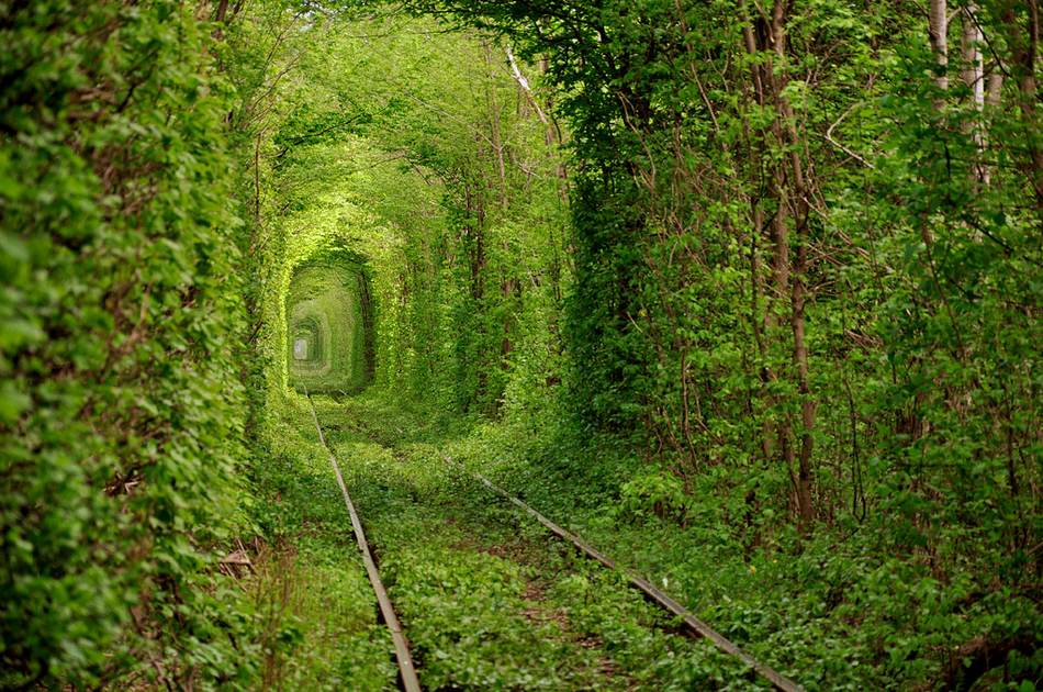 10 самых красивых тоннелей из деревьев в мире (8)