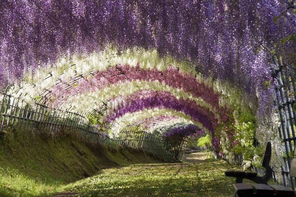 10 самых красивых тоннелей из деревьев в мире (7)