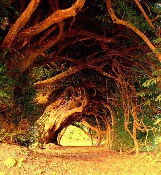 10 самых красивых тоннелей из деревьев в мире (10)